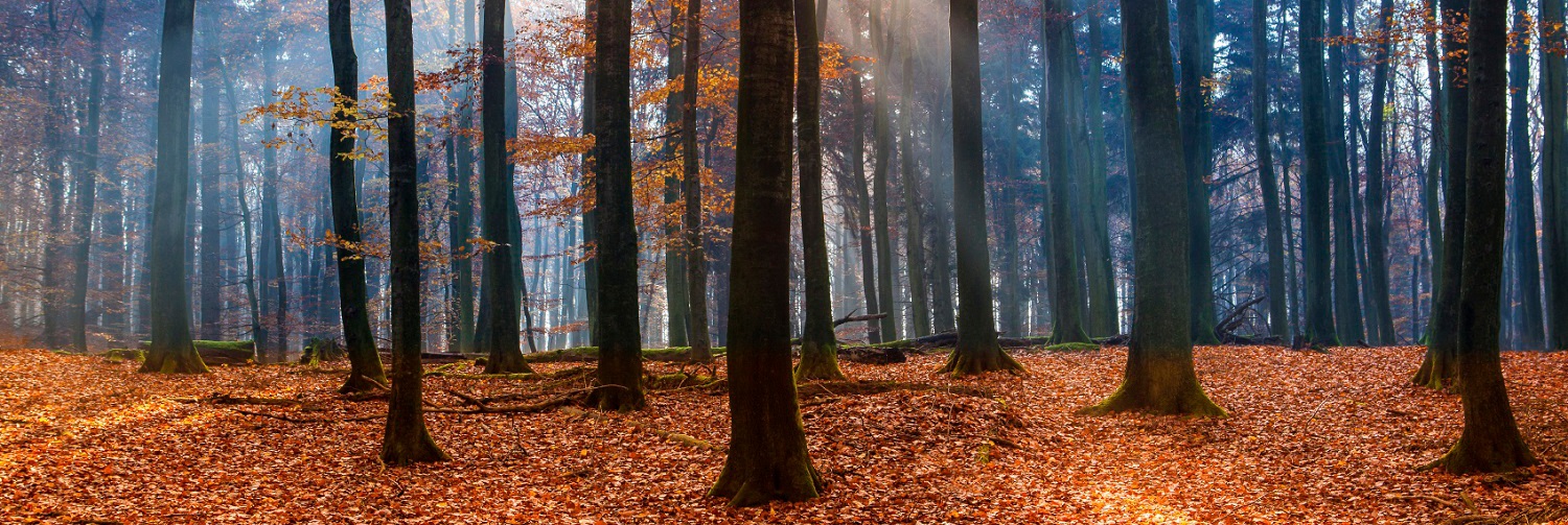 Beech grove in autumn. Baltic Sea - National Park Jasmund.